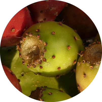 Cactus Fig